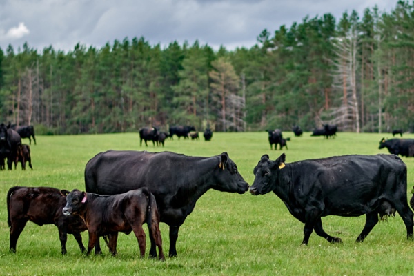 Компания «Мираторг» создала на Брянщине крупнейший в Европе вертикально интегрированный проект по производству говядины высокого качества «от поля до прилавка»