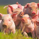 В Мантуровском районе сотнями гибнут свиньи