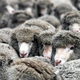 В Курской области стадо овец отобрали за долги