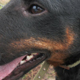 Семейная ссора в Курске закончилась убийством собаки