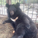 В Курской области на женщину напал медведь