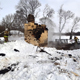 Страшные пожары в Курской области: сгорели мать и сын, отец и 14-летняя дочь