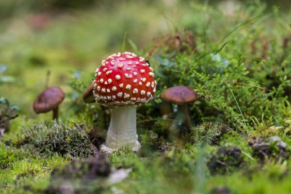 С начала сезона зарегистрировано 4 случая отравления грибами