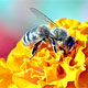 Пчелиные укусы – от остеохондроза, перга – от депрессии