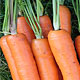 Морковь – для здоровья и красоты