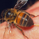 Что делать, если ужалила пчела или оса?