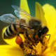 Чем полезны продукты пчеловодства