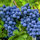 Польза и вред винограда: кому нельзя есть эти ягоды