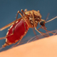 Передается ли коронавирус через укусы комаров
