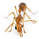 Как победить домашних муравьев