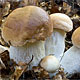 Собираем грибы: 10 способов не подорваться на «тихой охоте»