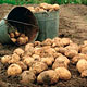 Картофель: убираем и храним