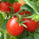 Как увеличить и ускорить урожай томатов
