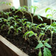 Как вырастить хорошую рассаду томатов
