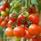 Как вырастить хорошие помидоры