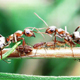 Эффективно боремся с тлей и муравьями