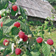 Сентябрь – лучшее время для посадки ягодников