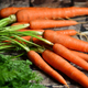 Что нужно делать с морковью в августе