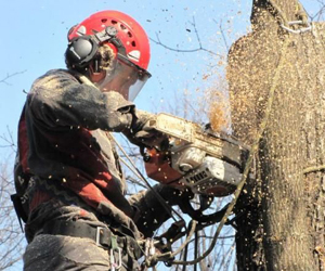 В Курске спилили более 10 тысяч аварийных деревьев