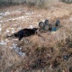 В Курской области «пятнашка» врезалась в гужевую повозку: два человека пострадали