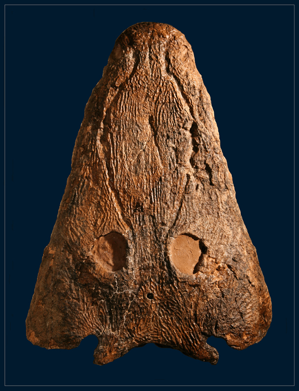Курянин нашел кости доисторической амфибии