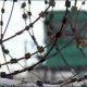 Из курских колоний по амнистии вышли шесть человек