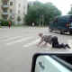 На улицах Курска проходит рейд по выявлению пешеходов-нарушителей