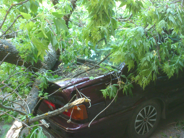 На улице Ленина огромное дерево придавило две машины