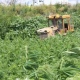 В Курской области накосили 12 тонн конопли (ФОТО)
