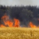 В Курской области сгорели 20 гектаров пшеницы