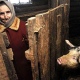 У курян в зоне АЧС изъяли всех свиней