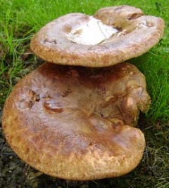 Жительница Курска почувствовала себя плохо, съев жареных свинушек