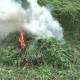 Под Курском скосили поле дикой конопли