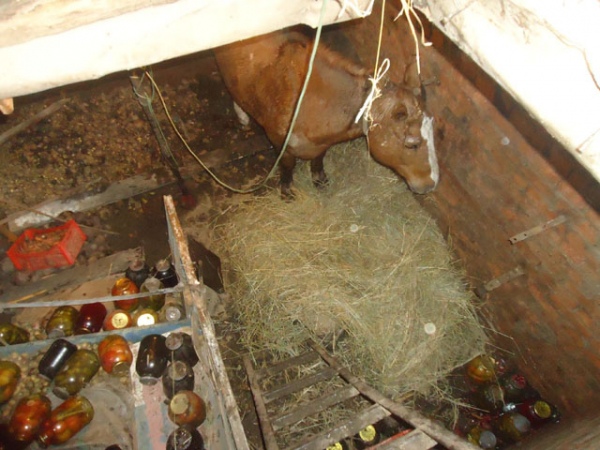 В одном из частных дворов лошадь вошла в сарай и провалилась в погреб