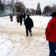 Куряне ходят гуськом между сугробов, но проявляют взаимовыручку