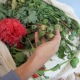 Курская область. У пенсионерки изъяли 130 кустов мака
