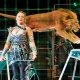 Курский цирк приглашает всех желающих на открытую репетицию со львами