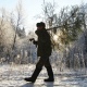 В Курской области стартует месячник по охране хвойных деревьев