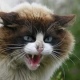 На курянку напал взбесившийся кот
