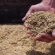 Курская область. Вора на санях выдала дорожка из краденого зерна