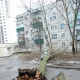 В Курске старый тополь упал на машину. Жертв чудом удалось избежать