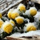 В Курске и области 23 мая снова возможны заморозки