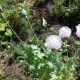 Курская пенсионерка, вырастившая в огороде мак, может стать фигуранткой уголовного дела