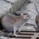 Куряне обеспокоены нашествием крыс