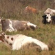 В Курской области троих воронежцев поймали за серию краж скота