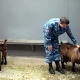 Курские полицейские разыскивают хозяев поднявшихся на 9-й этаж козы с козленком