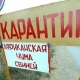 В Курской области предпринимают меры, чтобы не пустить в регион африканскую чуму свиней