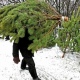 Елки и сосны в Курской области возьмут под охрану