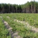 В Курской области заложили 400 гектаров новых лесов