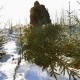 Курская область. В Дмитриевском районе задержали похитителя елей